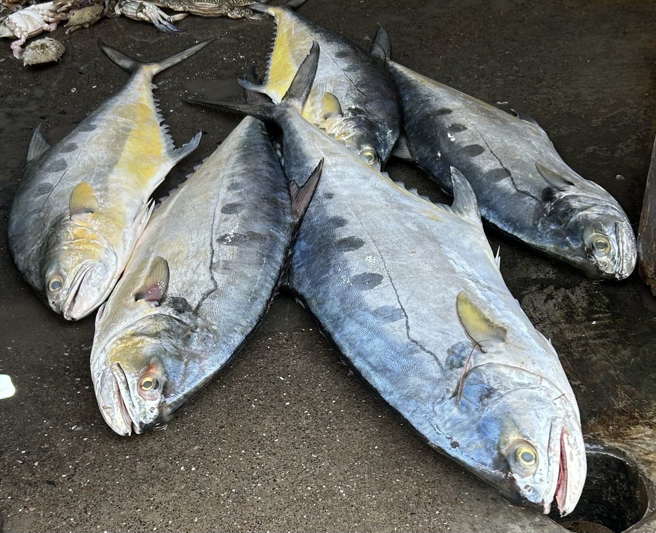 Seafood processing Gujarat